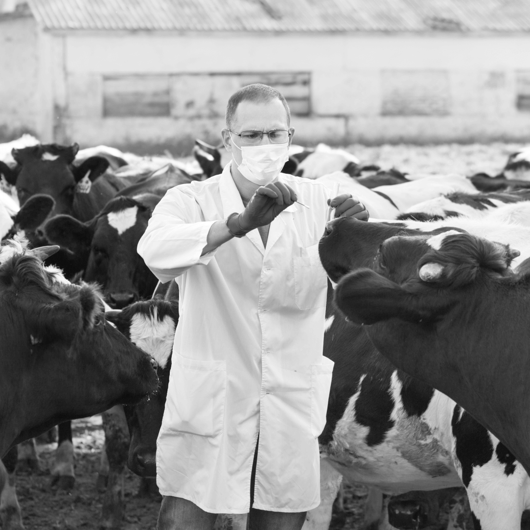 vet performing a test on a cow to check for potential livestock contamination